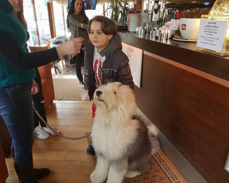 Пловдивски хлапета и бобтейлът Атос събраха над 4700 лева за онкоболно дете