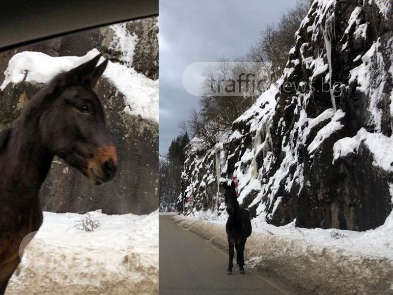 Катър припка по пътя Пловдив - Пампорово СНИМКИ