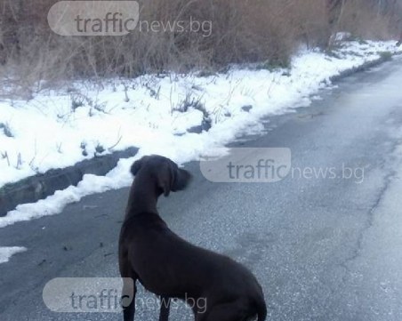 Изхвърлиха като боклук куче на улица в Пловдив СНИМКИ