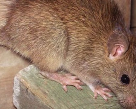 Капан за плъх. Отрова за плъх. Убийство на Плъх