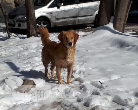 Мъжки голдън с бяла линия на челото трепери сам в студа! Познавате ли го? СНИМКИ
