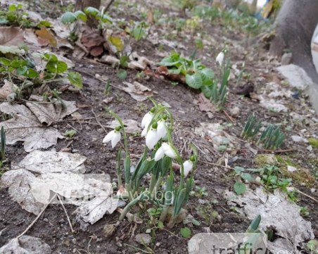 Пролетта идва! Над 20 градуса в Пловдив през новата седмица