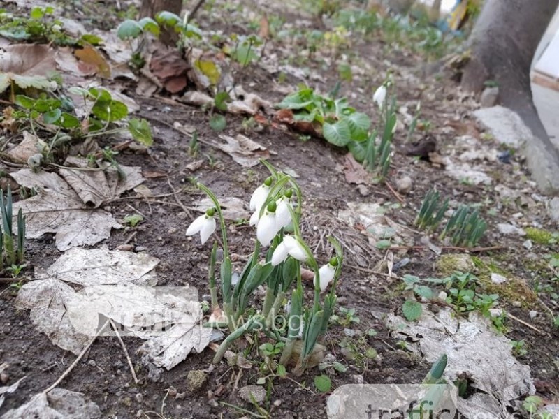 Пролетта идва! Над 20 градуса в Пловдив през новата седмица