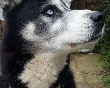 Хъски се загуби край Гълъбово, обещават възнаграждение за онзи, който го намери и го върне