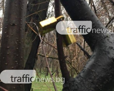 Романтика завладя “Лаута“ СНИМКИ