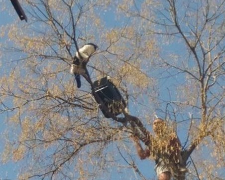 Алпинист измина 300 км до Пловдив, за да спаси коте ВИДЕО