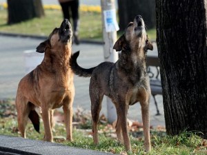 Осъдиха Община заради дете, нахапано от куче
