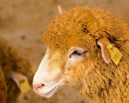 Крадци се подготвят за Великден - задигат агнета и ракия