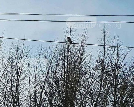Уникална спасителна акция! Пловдивчани свалиха котка, “кацнала“ на 10-метрово дърво ВИДЕО