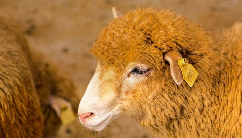 Крадци се подготвят за Великден - задигат агнета и ракия