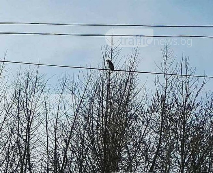 Уникална спасителна акция! Пловдивчани свалиха котка, “кацнала“ на 10-метрово дърво ВИДЕО