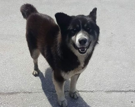 Хъски се загуби на търговиите на Брезовско, търси се стопанинът  СНИМКИ