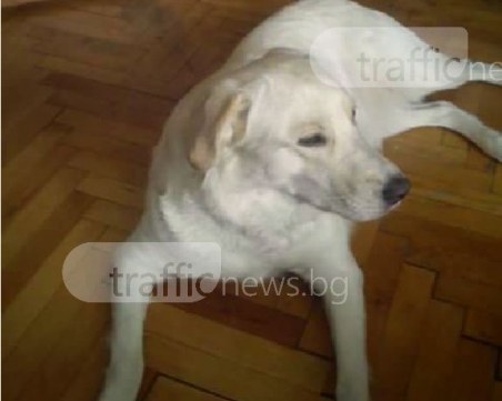Красив лабрадор се изгуби край Пловдив! 6 дни няма следа от него