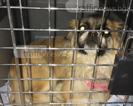 Намериха се собствениците на изгубения пекинез, фондация обаче набързо го кастрирала СНИМКИ