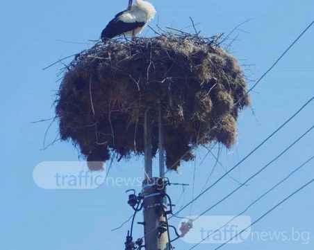 Видяхте ли вече щъркел? Дългокраките са вече тук! СНИМКА