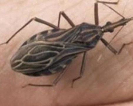 Ако видите такава буболечка в дома си, веднага потърсете помощ!