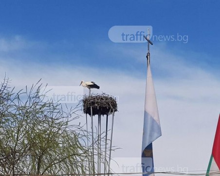Първият щъркел донесе пролет под тепетата