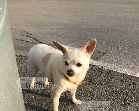 Познавате ли този сладур? Кученцето е открито до Форума в Тракия СНИМКИ