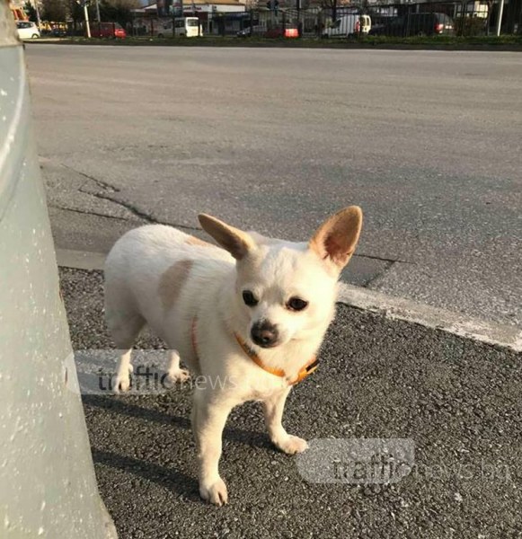 Познавате ли този сладур? Кученцето е открито до Форума в Тракия СНИМКИ