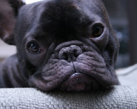 Истински ужас преживя 10-месечен булдог по време на полет! След това почина