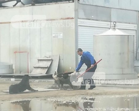 Мъжът с металния прът в пловдивска фирма разтървал двете кучета, едното било негово СНИМКИ