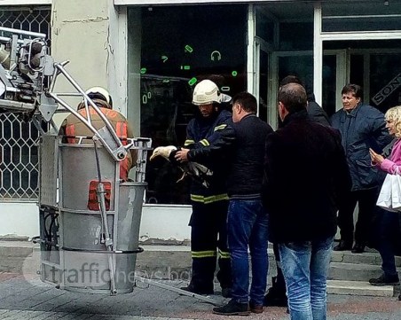 Пловдивски пожарникари спасиха гларус на Главната! Получиха аплодисменти СНИМКИ