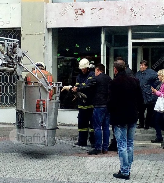 Пловдивски пожарникари спасиха гларус на Главната! Получиха аплодисменти СНИМКИ