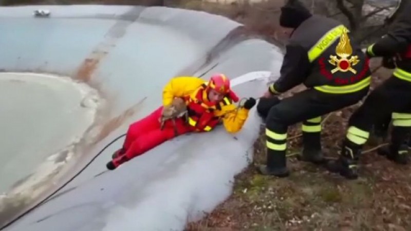 Пожарникари спасиха лисица от ледена клопка ВИДЕО