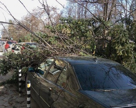 Силният вятър изкорени дърво, стовари се върху автомобил СНИМКИ