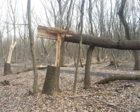 Хванаха трио с брадви да повалят дървета в коритото на Марица