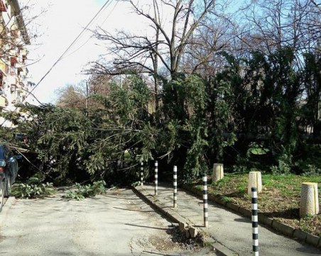 Пожарната в Пловдив накрак, над 10 сигнала за паднали или опасно надвиснали дървета