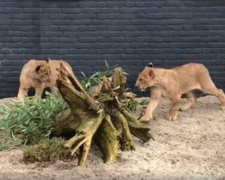 Как живеят лъвчетата Терез и Масуд в новия си дом?