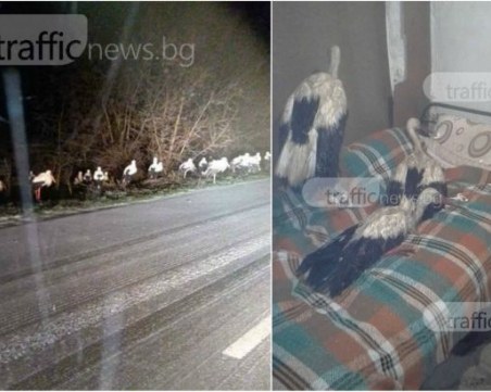Лошото време принуди щъркелите да нощуват на земята! Добър човек се погрижи за няколко от тях СНИМКИ