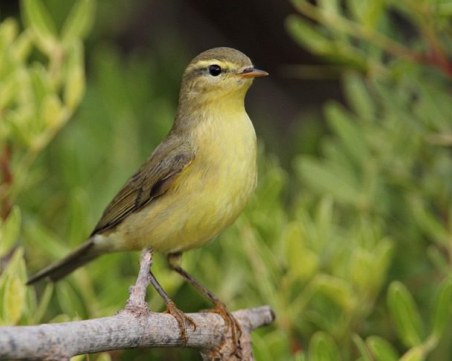 Спипаха 28-годишен пловдивчанин, отглеждал защитени пойни птици