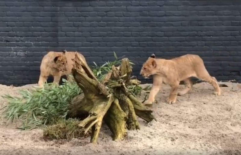 Как живеят лъвчетата Терез и Масуд в новия си дом?