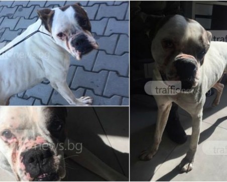 Пловдивчани откриха собственика на изгубен боксер в Кючука за отрицателно време