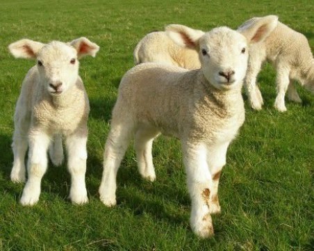 Цената на агнешкото скача, по-скъпо е от миналата година