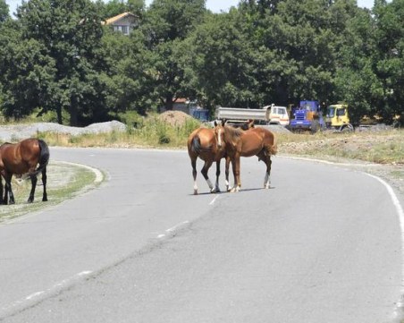 Коне премазаха автомобил край Пловдив! Шофьорът пострада