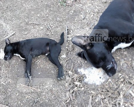 Зверство! Отровиха куче в Браниполе, издъхна в агония СНИМКИ 18+