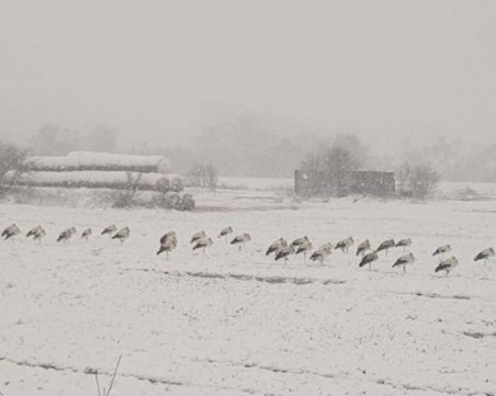 Десетки щъркели бедстват измръзнали край пътя, Зелените ги няма