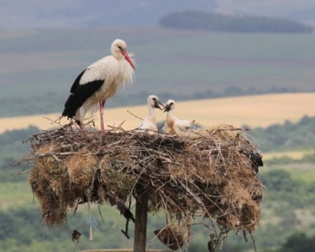 Спасяват от гладна смърт щъркелите край Пловдив