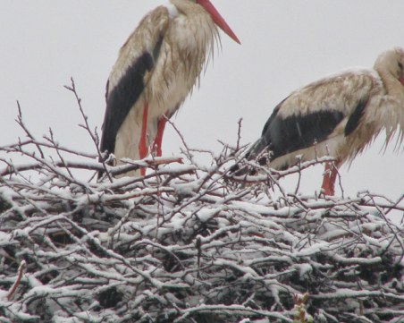 Спасиха бедстващите щъркели в Пловдивско, единият изминал 8500 км, за да се върне в България