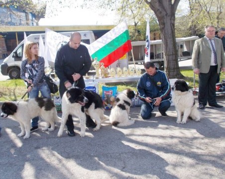 Свирепо бойно куче дебютира на киноложките изложби в Пловдив