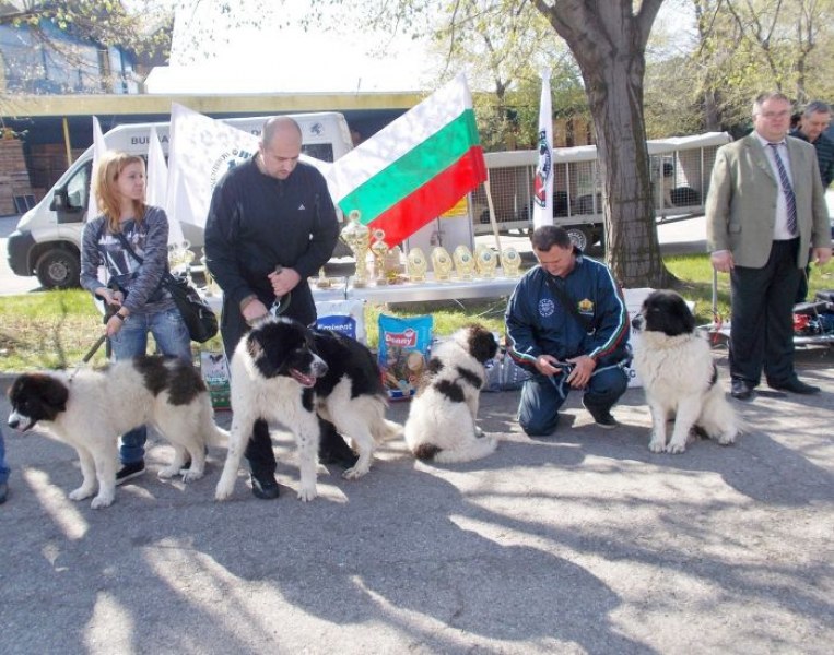 Свирепо бойно куче дебютира на киноложките изложби в Пловдив