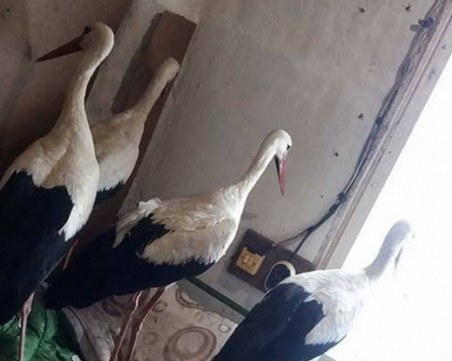 Писателят Недялко Славов: Измръзналите щъркели са стряскаща метафора на българската ни съдба