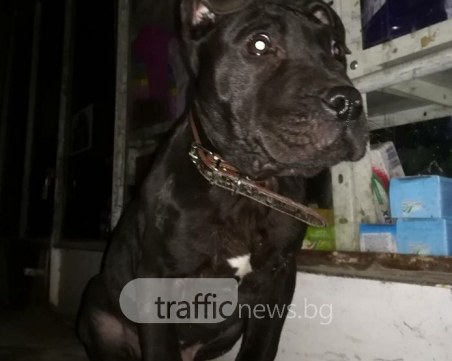 Пловдивчани намериха малък питбул в Кючука! Търсят собственика СНИМКА