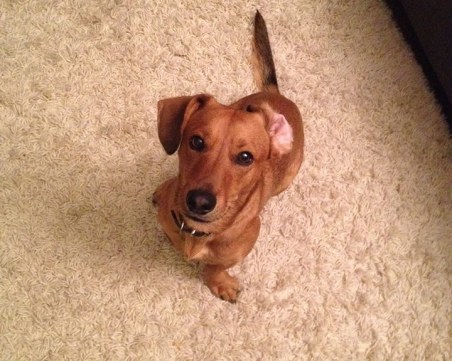 Внимание! Разхвърляха отрова на Гребната, куче си отиде в мъки