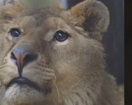 Лъвът Асен от Разград също замина за Холандия