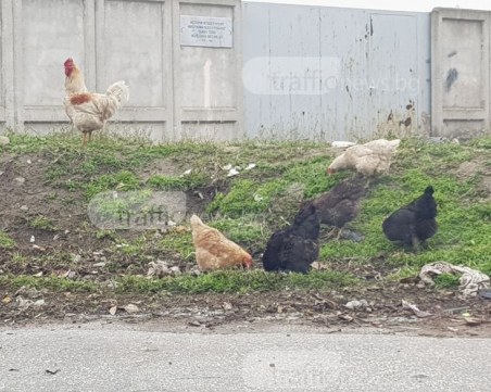 Кокошки край Адата… ко-ко-ко СНИМКИ