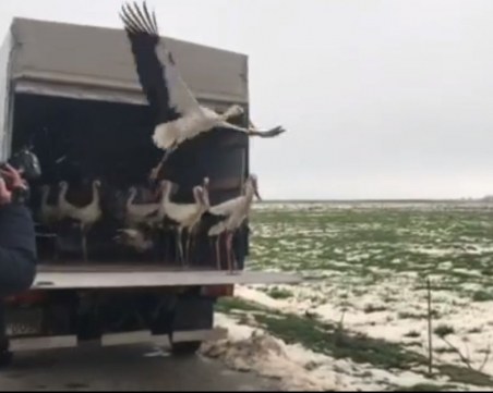 Красиво! Спасените щъркели от Дулово излетяха на свобода ВИДЕО